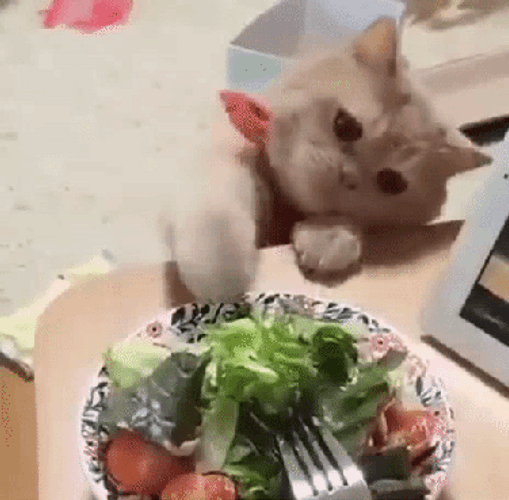 Garden Salad Hungry Cat GIF