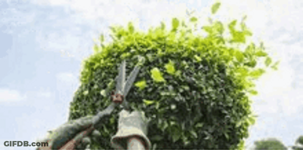 Gardener Shaping And Pruning Tree GIF