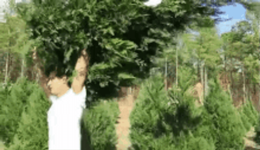 Gardener Transferring And Lifting Tree GIF