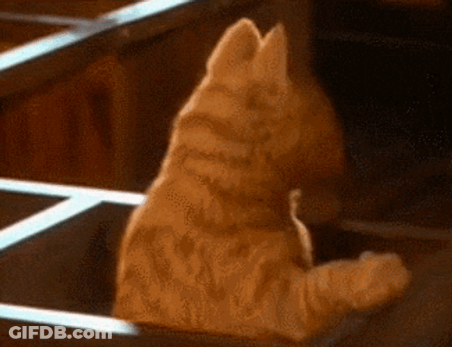 Garfield Reaction After Getting Caught GIF