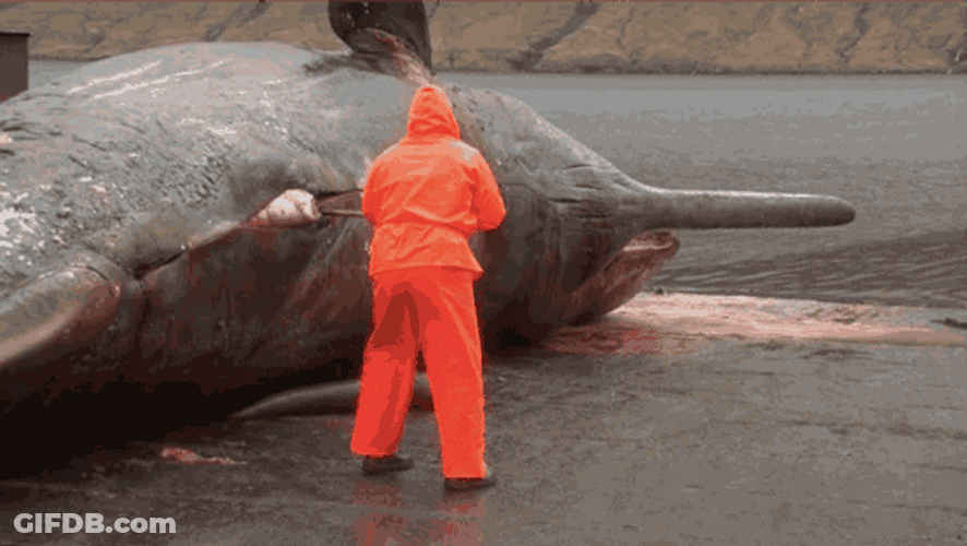 Gas Explosion Dead Whale GIF