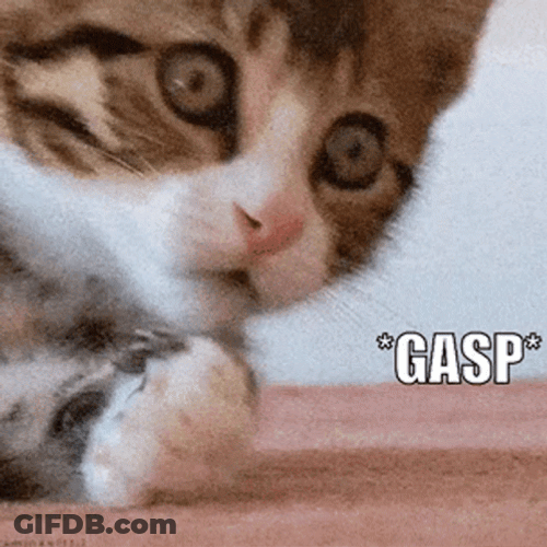Gasping Little Scared Cat GIF