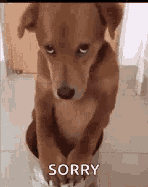 Gatogod GIF