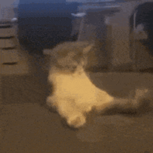 Gatomeme1 GIF