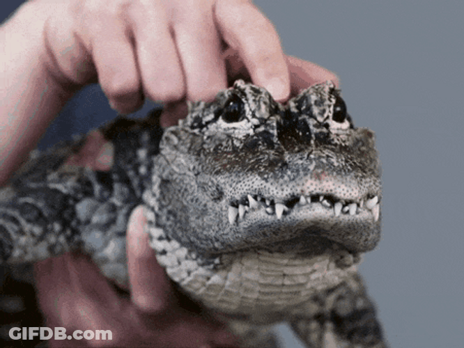 Gators Head Rubbing GIF