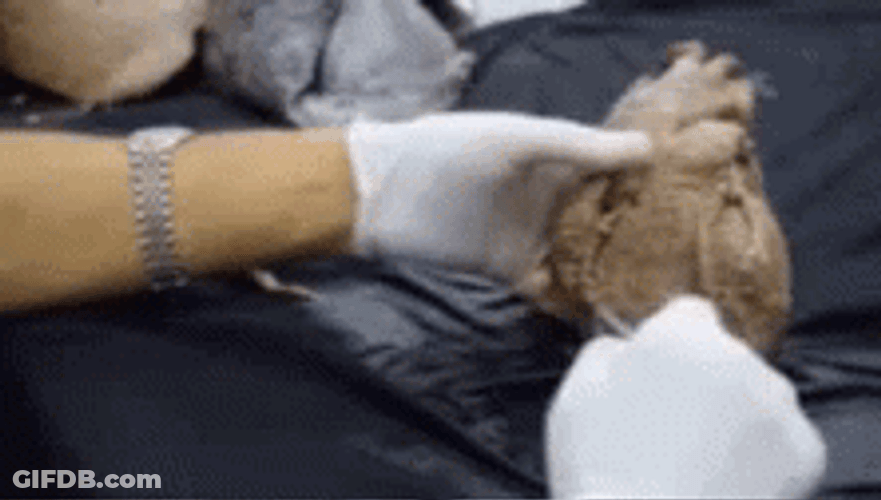 Gaunt Dissecting Organ GIF