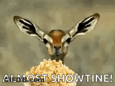 Gazelle Eating Popcorn Almost Showtime GIF