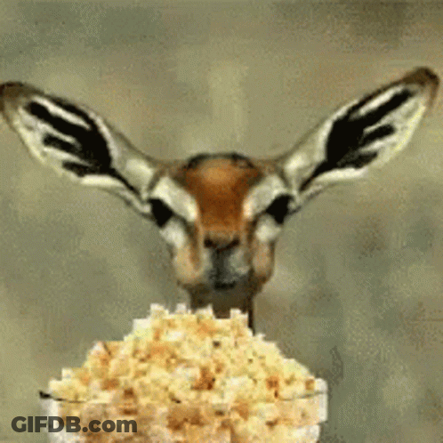 Gazelle Looking At Bowl Of Popcorn GIF