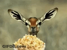 Gazelle Standing In Front Of Cereal Bowl GIF