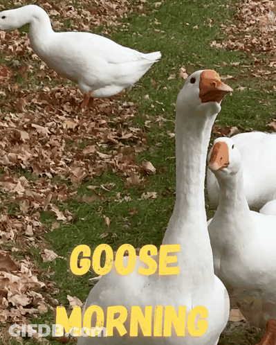 Geese Saying Goose Morning GIF