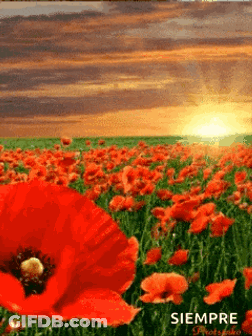 Gelincik Cicek GIF