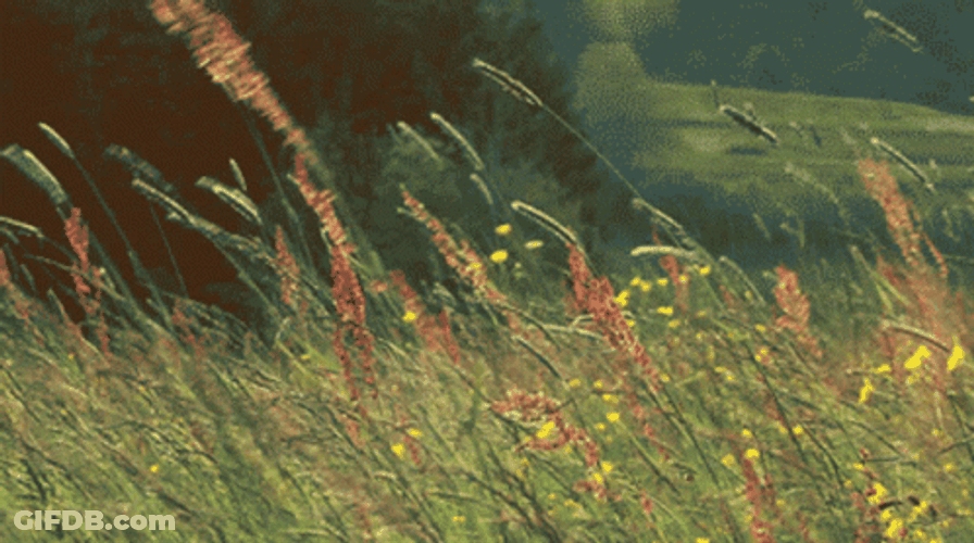 Gentle Wind Rushing Grass GIF