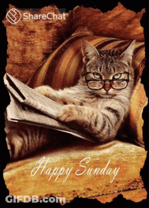 Genuis Cat Happy Fall Sunday GIF