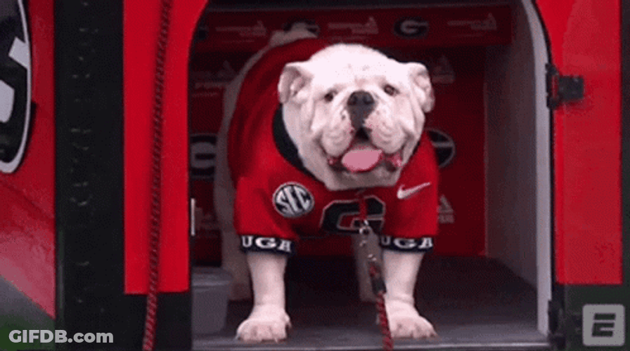 Georgia Football Bulldog Mascot GIF