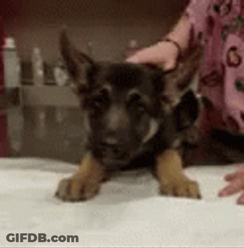 German Shephard Puppy Puking GIF