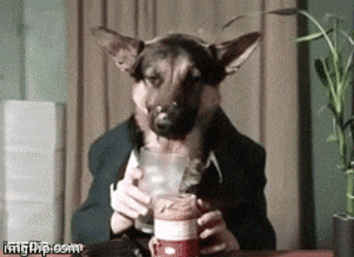 German Shepherd Drink Milk GIF