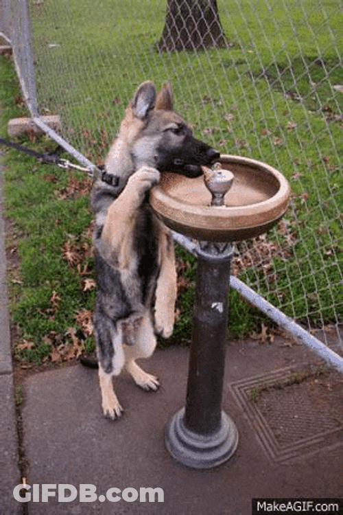 German Shepherd Drinking Water GIF
