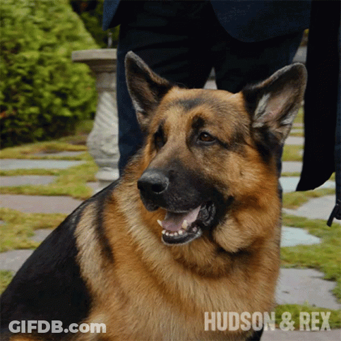German Shepherd Hudson & Rex GIF