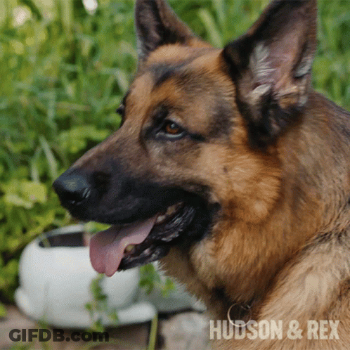 German Shepherd Hudson & Rex GIF