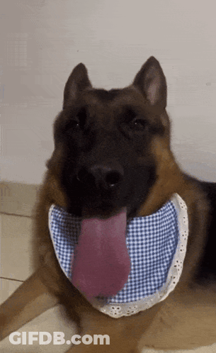 German Shepherd In Blue And White Plaid Bandana GIF