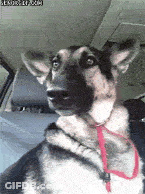 German Shepherd In The Car GIF
