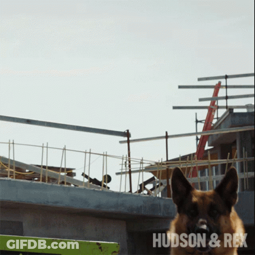 German Shepherd Jumping With Hudson & Rex Behind GIF