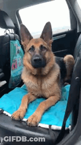 German Shepherd Laying In Back Seat Of Car On Blue Blanket GIF