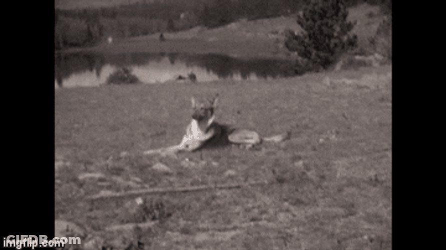 German Shepherd Laying On The Ground GIF