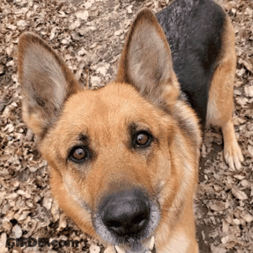 German Shepherd Looking Up At Camera GIF