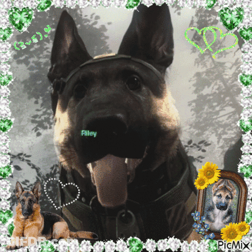 German Shepherd Named Filey GIF