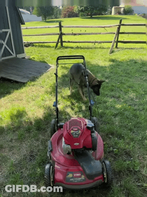 German Shepherd On The Lawn Mower GIF