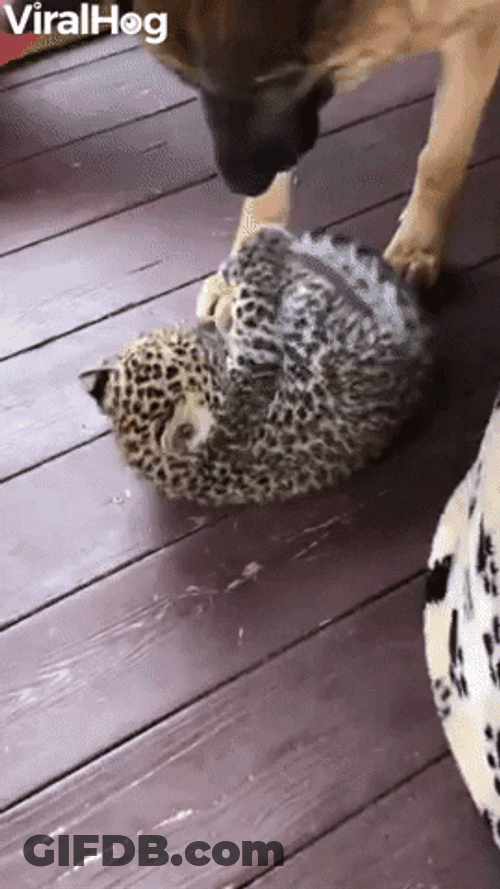 German Shepherd Playing With Baby Leopard GIF