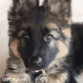 German Shepherd Puppy Close Up GIF