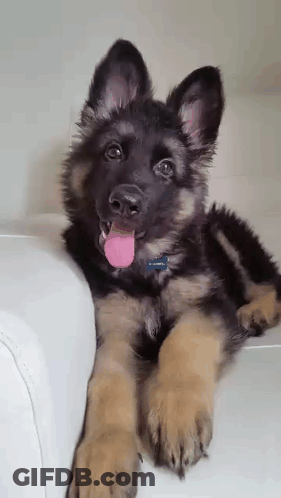 German Shepherd Puppy Laying On White Couch With Tongue Out GIF