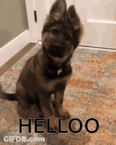 German Shepherd Puppy Sitting On Rug Helloo GIF