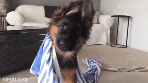 German Shepherd Puppy Wrapped In Blue And White Towel GIF