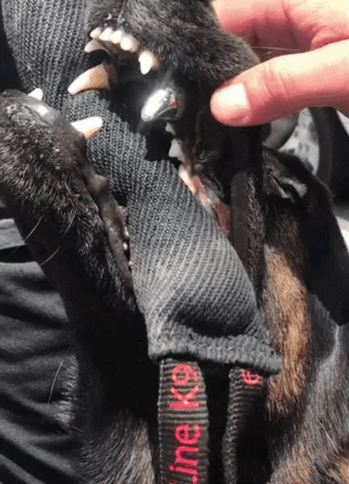 German Shepherd Sharp Teeth GIF