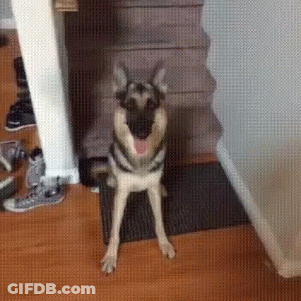German Shepherd Sitting In Hallway Next To Staircase GIF