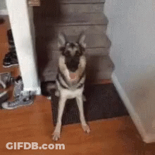 German Shepherd Sitting On Rug Next To Stairs GIF