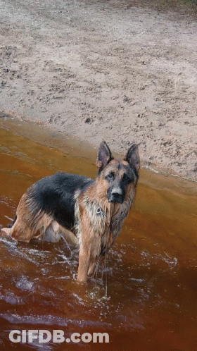 German Shepherd Standing In Water Near Beach GIF