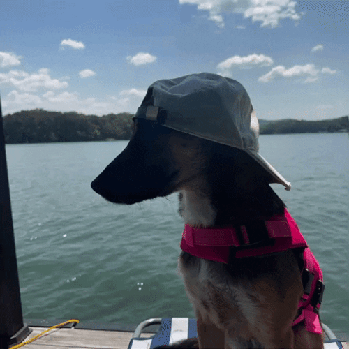 German Shepherd Wear Cap GIF