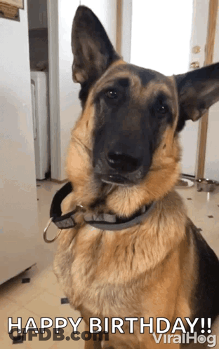 German Shepherd With Collar Saying Happy Birthday ViralHog GIF