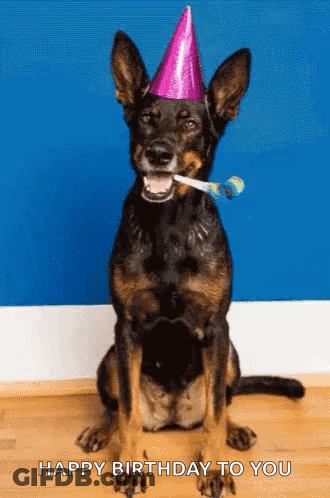 German Shepherd With Party Hat And Party Horn GIF