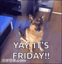 German Shepherd Yay It's Friday GIF