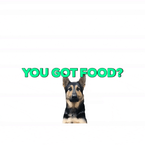 German Shepherd You Got Food GIF