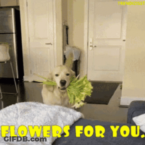 Get Better Soon Flowers For You GIF