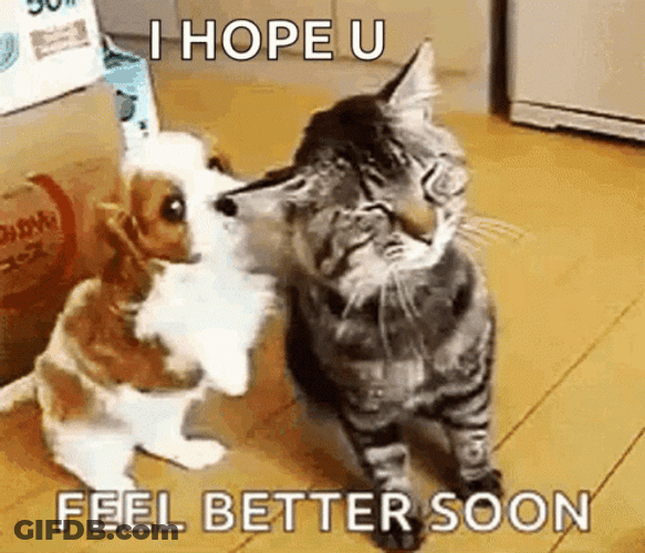 Get Better Soon Sweet Puppy Hugging Kitten GIF