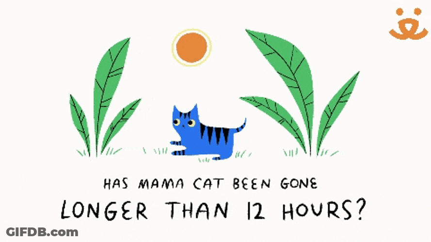 Get Help From Local Shelter For Missing Cat GIF