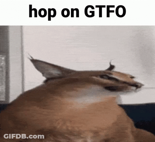 Get On Gtfo Gtfo GIF