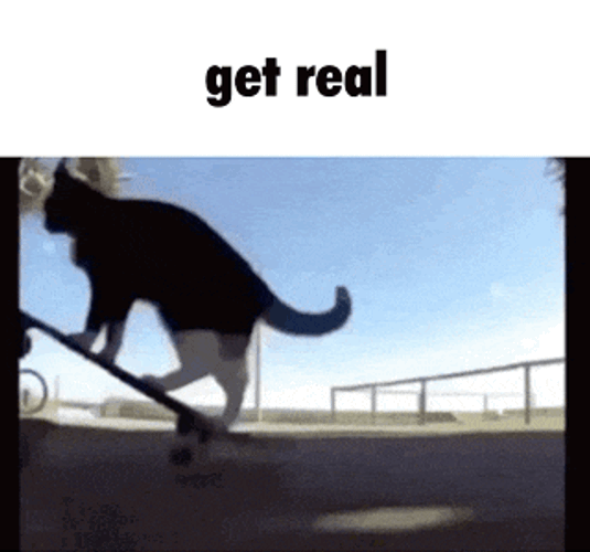 Get Real Cat GIF
